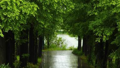 江南初夏下雨雨滴树叶空镜